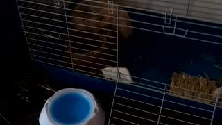 Jasper cleaning his cage