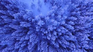 Forest in Winter Drone Flight Video