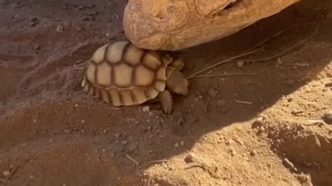This Baby Tortoise Big ike meets Baby ike 🐢💚