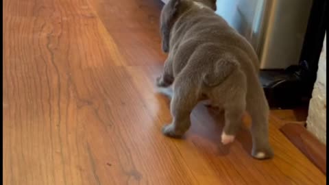 Why is this dog's tail so strange?