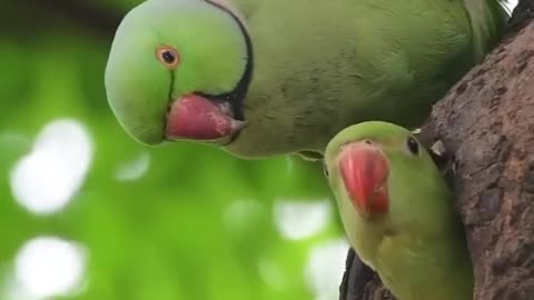 Beautiful birds 🐦❤️