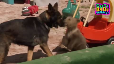 Who Can Stop This Cute Bear Cub From Playing With Other Animals?