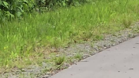 A raven flies in slow motion.