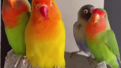 love Birds