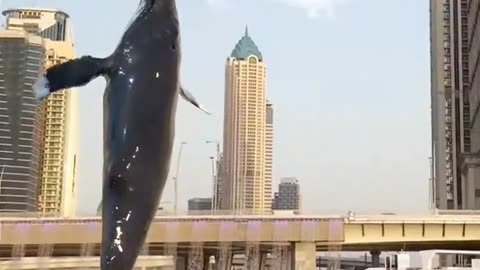 Dubai Weal Fish's Flying