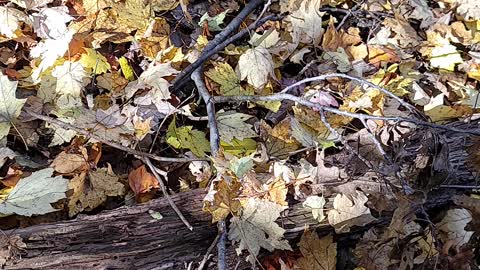 Super hard I spy mushroom hunt