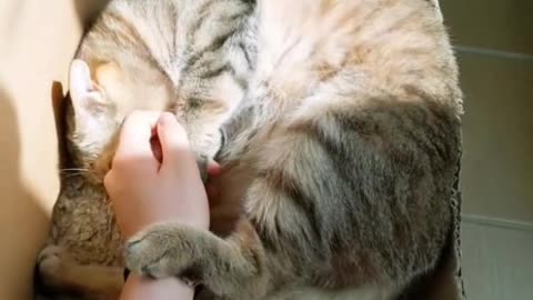 How to relax and spend time with a cat