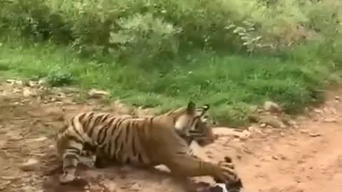 Tiger attack dog Ranthambore National Park