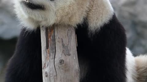 giant panda