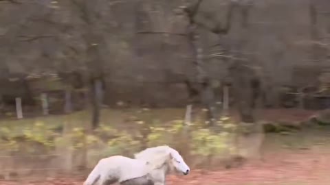 Cool Tiny White Horse, Run in Speed 🐎⚡💨