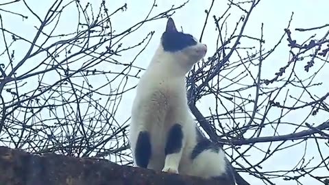 A cute stray cat is meowing