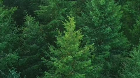 forest from above