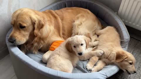 Golden Retriever Dad Guards His Sleeping Puppies