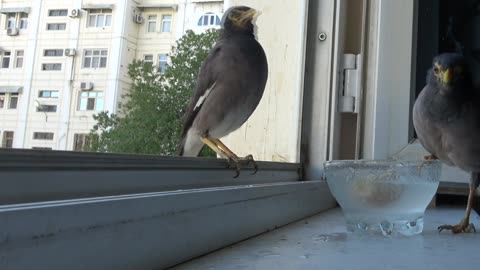 Funny birds, water, bread, comedy all together!