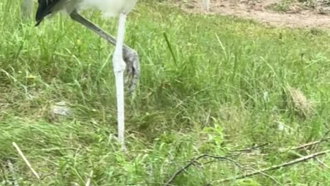 Toronto zoo lonely bird 😊