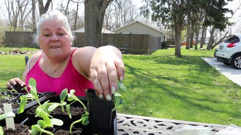 Up Potting Seedlings