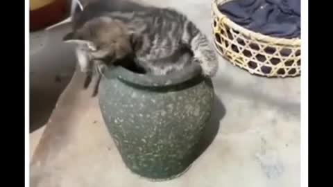 Crazy Cat Very funny 🤣 moment's and Cute.