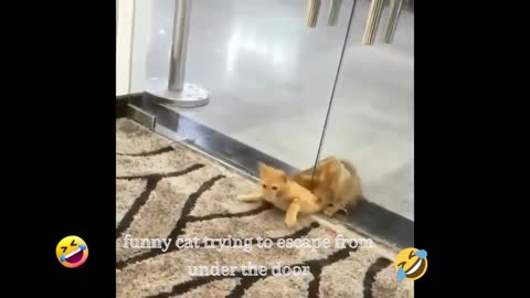 Funny cat trying to escape from under the door