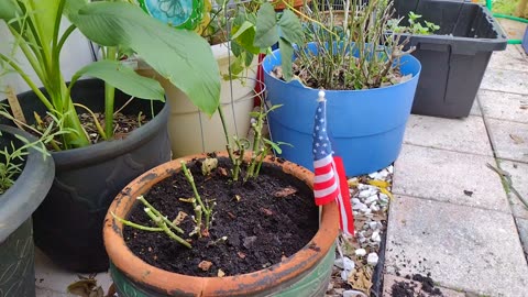 Feeding Monarch, Milkweed virus