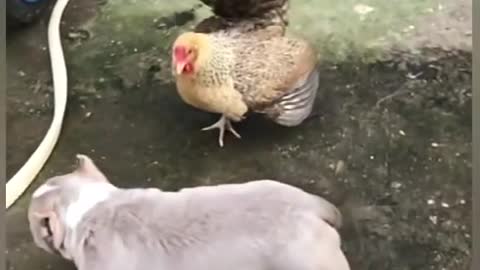 chicken VS dogfight