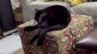 Adopting a Cat from a Shelter Vlog - Cute Precious Piper Zonks Out on the Foot Stool
