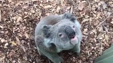 Silly Koala