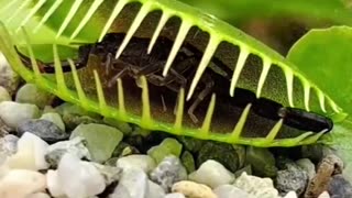 Carnivorus Plant Almost Smashes The Huge Prey