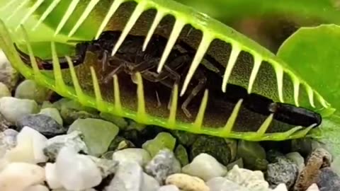 Carnivorus Plant Almost Smashes The Huge Prey