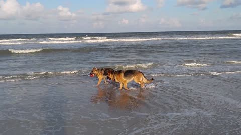 German Shepherds playing at the beach in the ocean Beach Life