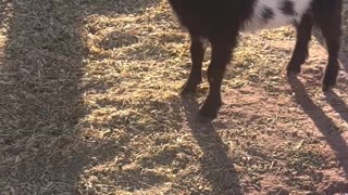 🐐📣Dwarf Nigerian Goats Reacting To Baby Goat Yell. #H5ranchanimalantics #babygoats #farmlife