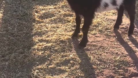 🐐📣Dwarf Nigerian Goats Reacting To Baby Goat Yell. #H5ranchanimalantics #babygoats #farmlife