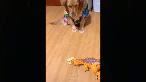 Funny Dog Reaction to Cutting Cake 2021 - Cutest Lands