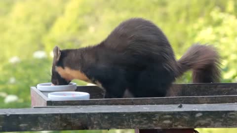 Pine Marten Hanging Out