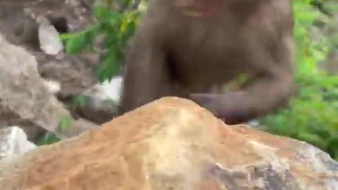 #babymonkey #Animal #Animalht #monkeys #animallovers❤️ #cocakamonkey animals #viral #monkey #cute_6