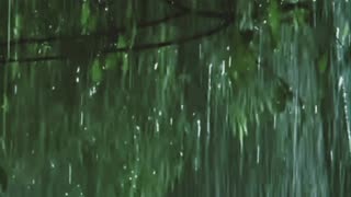 🌳Forest rainfall 🌧 Thunder 🌧 Lightning 🌩