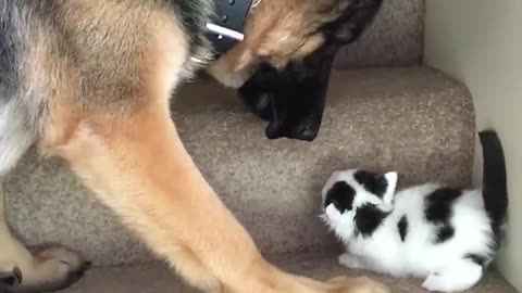 Dog helping kitten 🐱