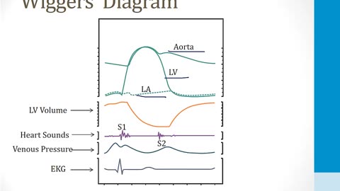 Cardiology - 1. Anatomy and Physiology - 7.Wiggers' Diagram