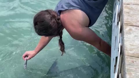 Feeding Giant Fish goes Wrong