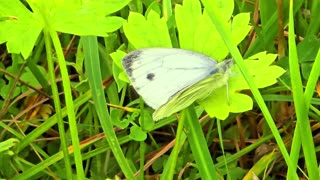 Beautiful large cabbage white butterfly in a meadow / a very beautiful insect in nature.