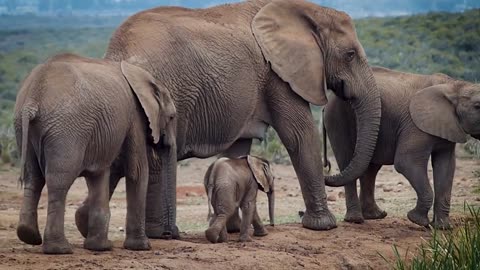 Beautiful Elephant Family