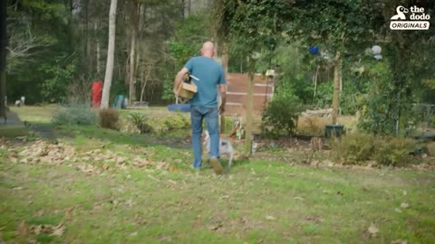 Nubby The 2-Legged Boxer Steals His Dad’s Heart | The Dodo Comeback Kids