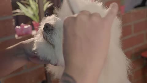 Adorable dog in a grooming pet