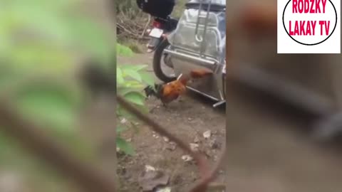chicken funny videos