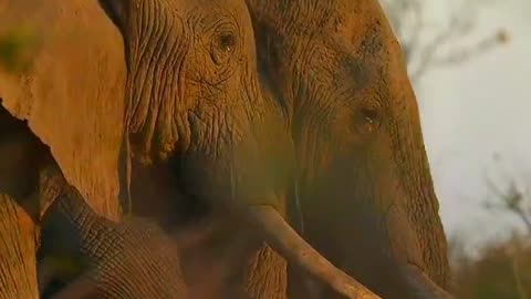 Elephants 🐘 searching water 💧 in wildlife Nature # like #shares #comments #Uaevlog786