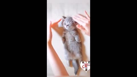 Cats are so funny you will die laughing funny cat videos compilation #funnykoli