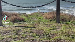 California beach. Great Egret is looking for a coastal home.