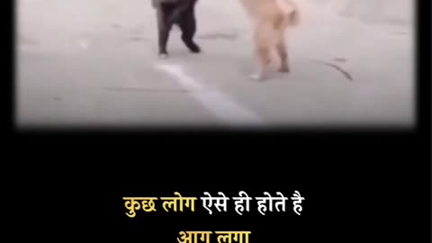 Viral funny moments dog fighting