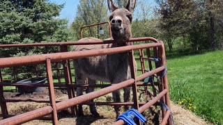 Fun at the farm