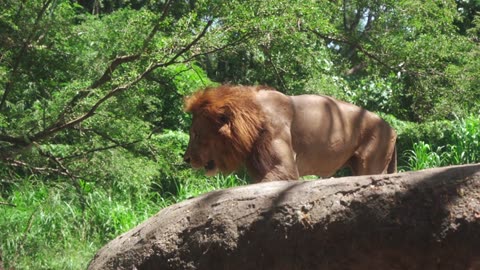 Beautiful lion in the open natural zoo