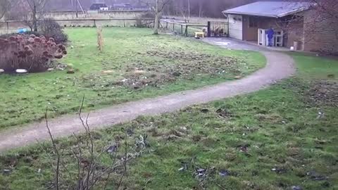 cavia's in de tuin in Terwolde